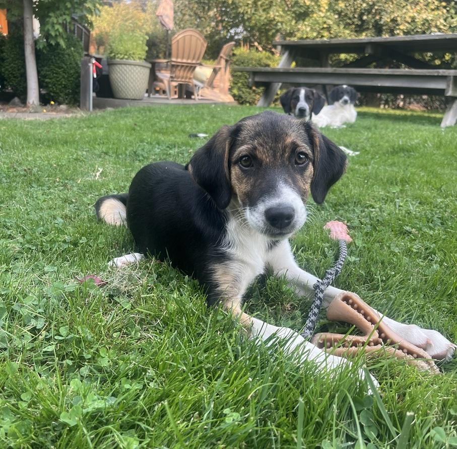 Joy, a ADOPTABLE mixed breed in Portland, OR image 6/6