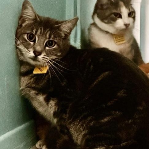 Minnie - Shy Lovely Girl, adopted, Adult Female Tabby.