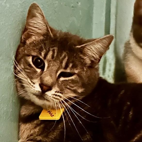 Enlarge Minnie - Shy Lovely Girl, an adopted Tabby in Hoquiam, WA image 3/3