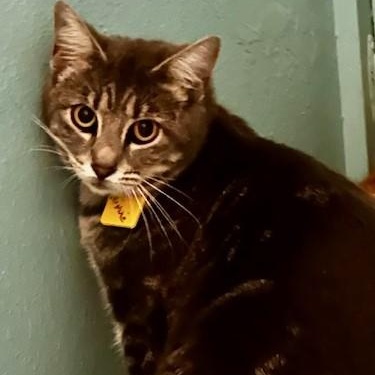 Enlarge Minnie - Shy Lovely Girl, an adopted Tabby in Hoquiam, WA image 2/3