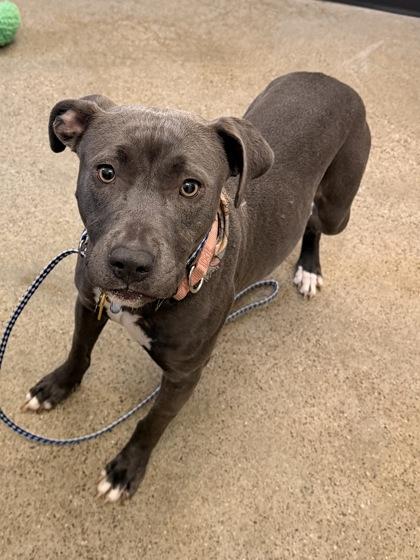 Diamond Toes, adopted, Young Female Pit Bull Terrier.