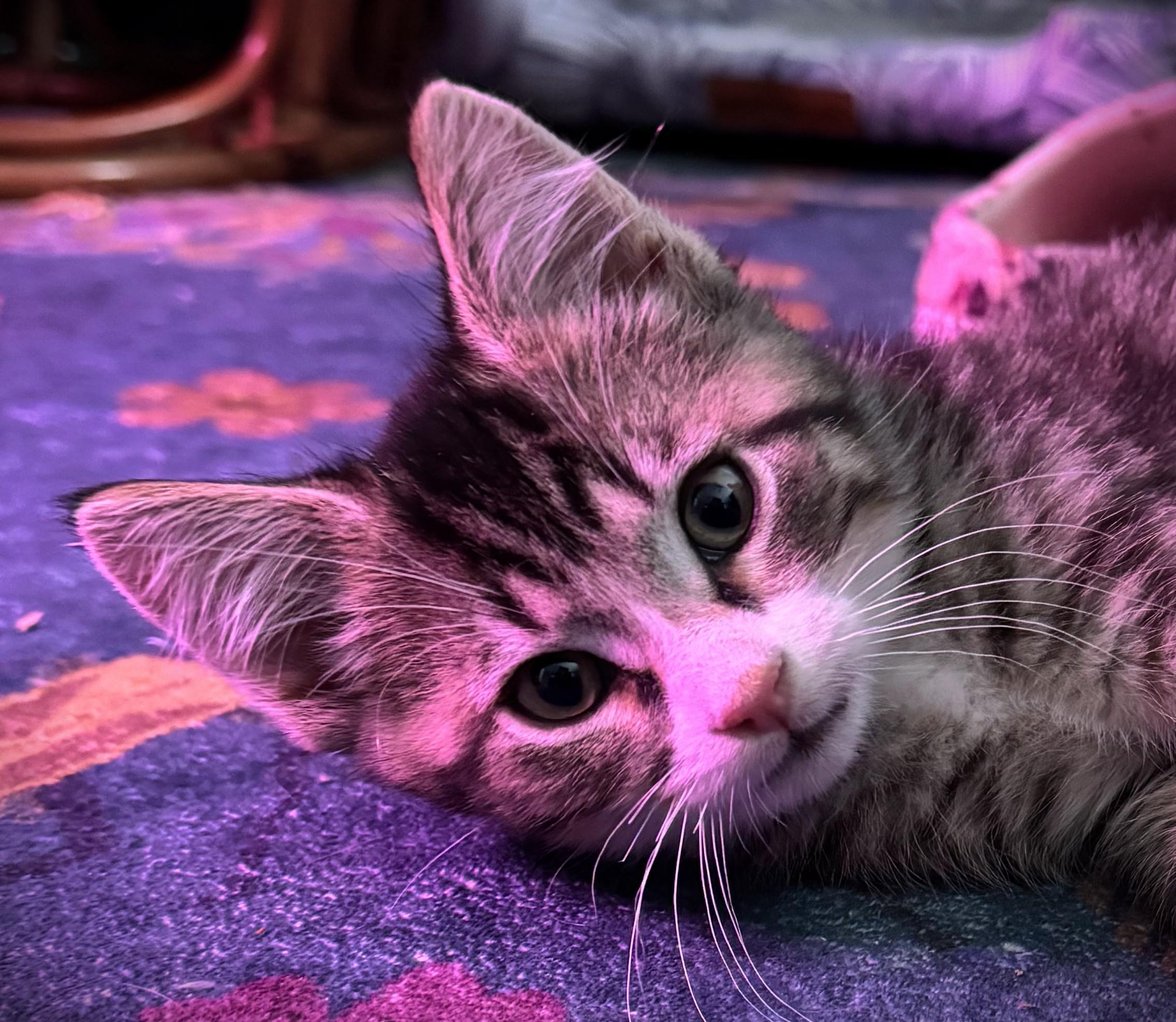 Howl Jenkins Pendragon @ Petsmart Mankato, ADOPTABLE, Kitten Male Tabby.