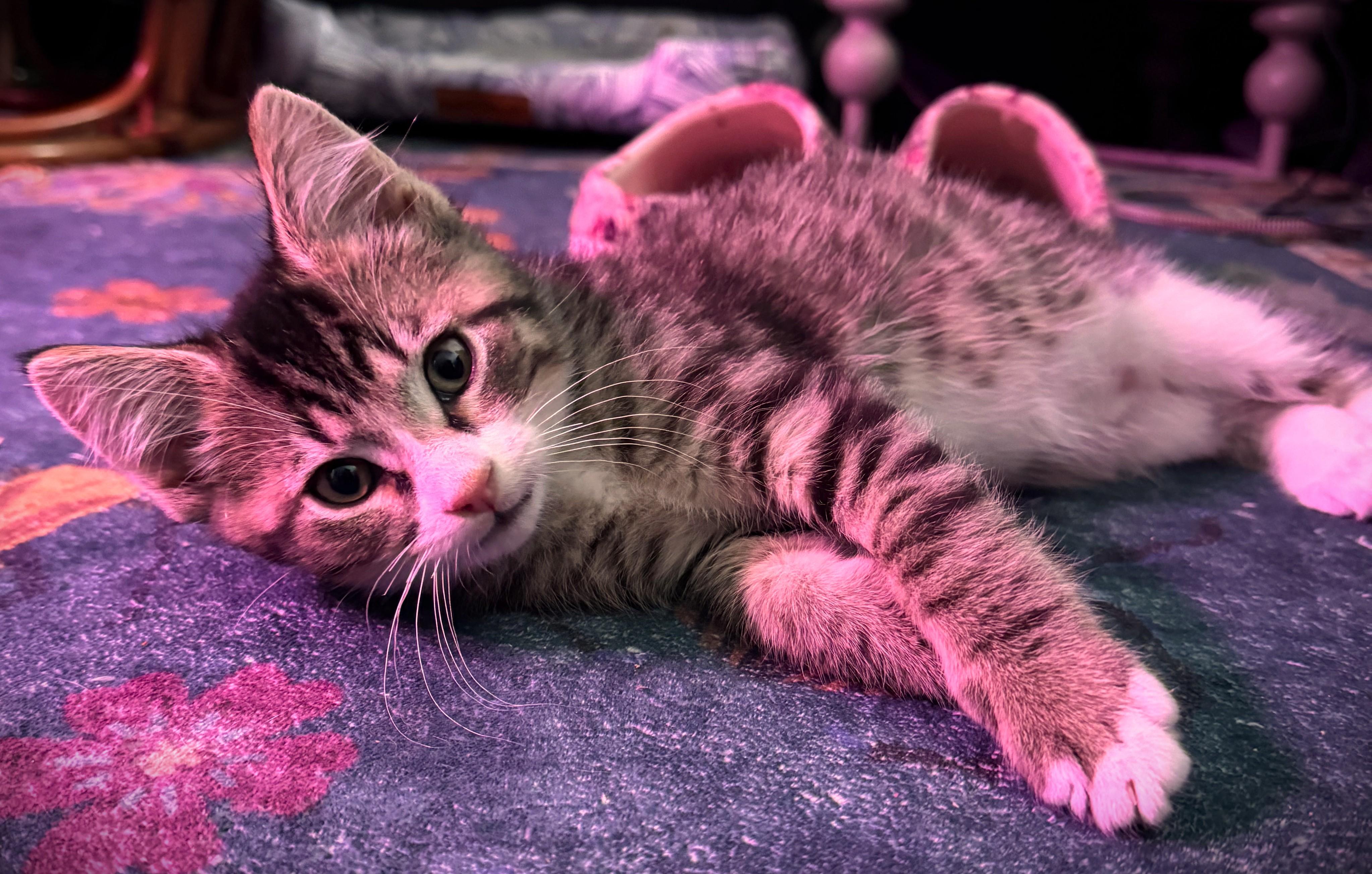 Enlarge Howl Jenkins Pendragon @ Petsmart Mankato, a ADOPTABLE Tabby in Mankato, MN image 3/3