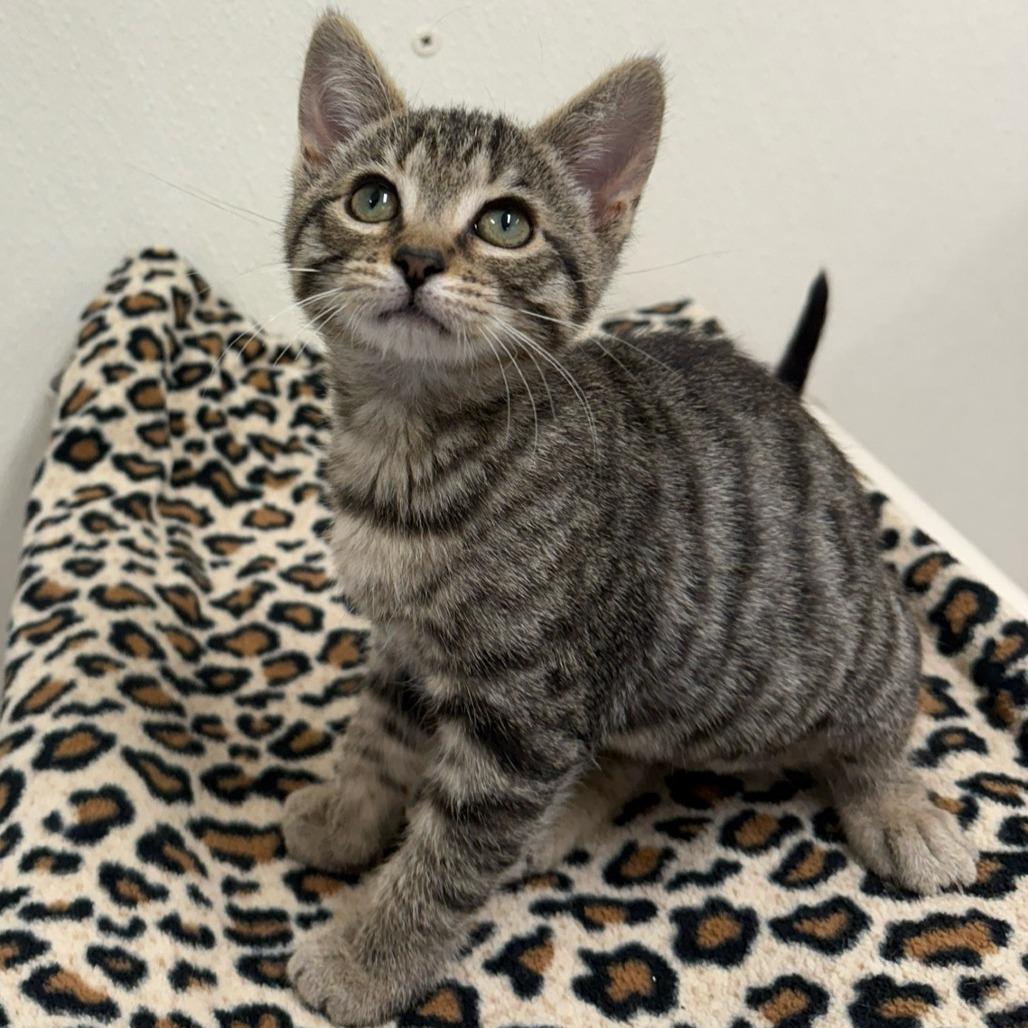 Eggnog, Adoptable, Kitten Female Domestic Short Hair.