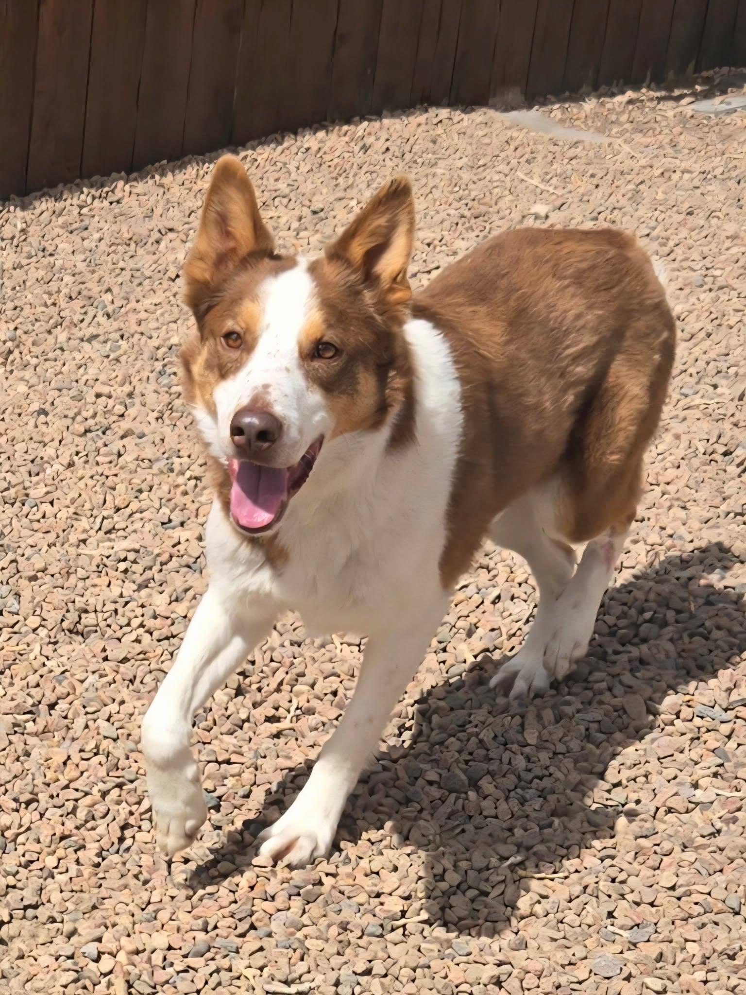 Rory, ADOPTABLE, Adult Male Australian Cattle Dog / Blue Heeler.