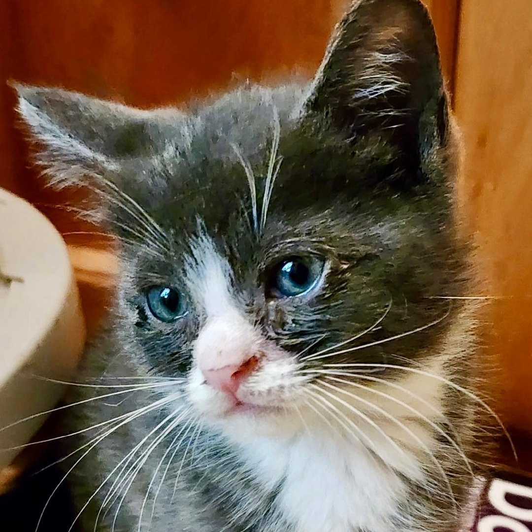 Smiley, ADOPTABLE, Kitten Male Domestic Short Hair.