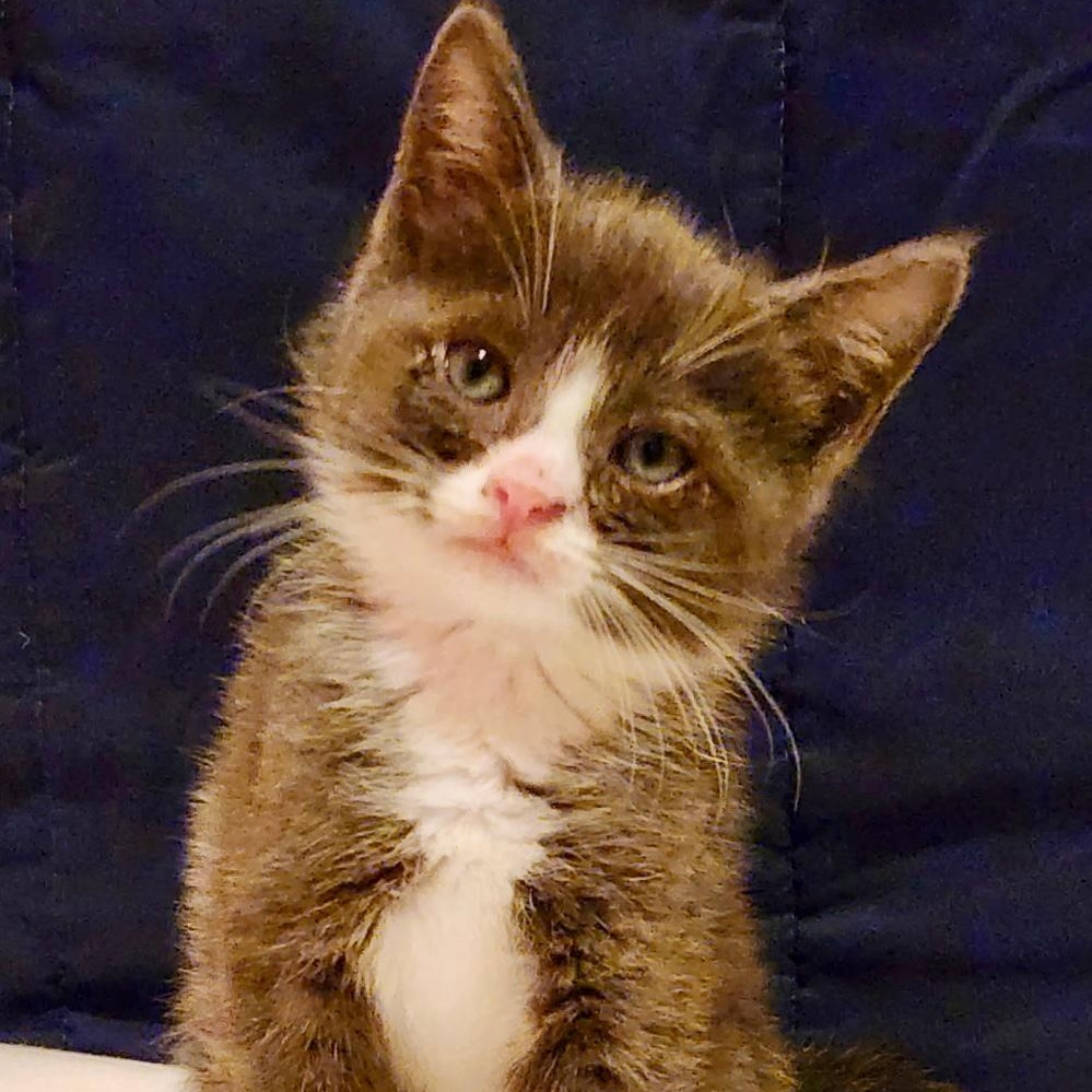 Smiley, a ADOPTABLE Domestic Short Hair in Gastonia, NC image 2/2
