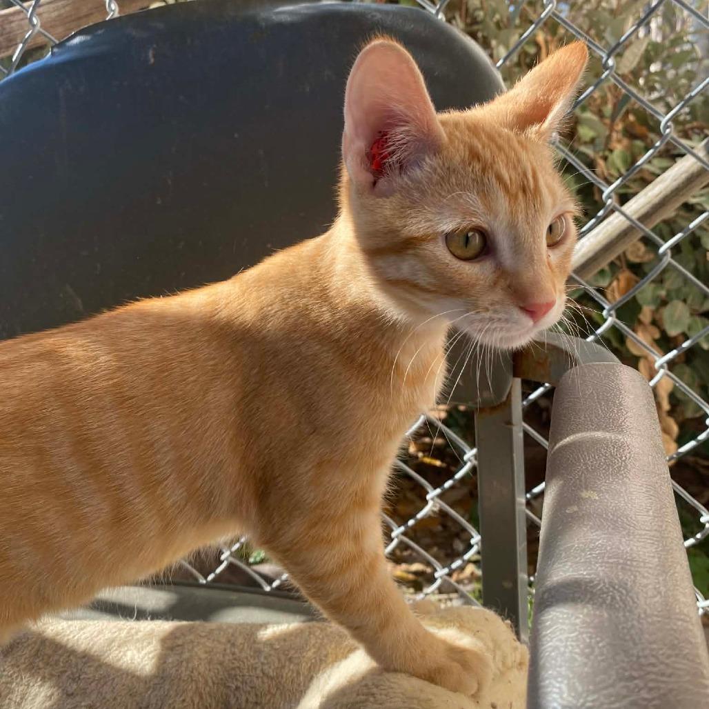 Peepal — thumbnail 2