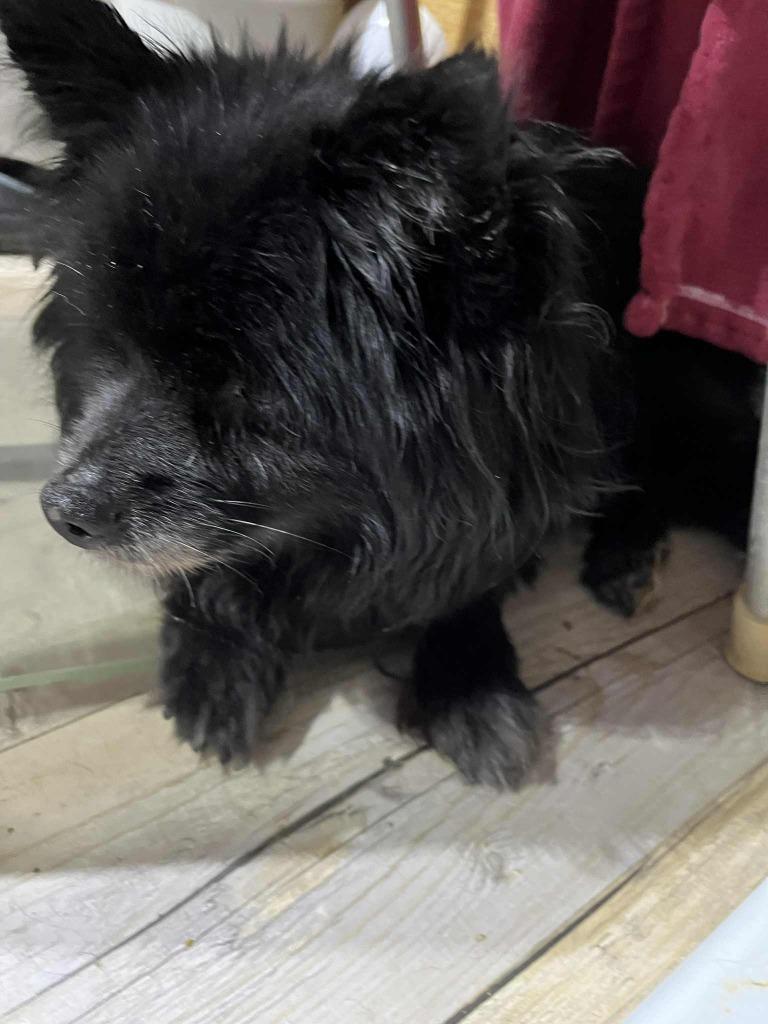 Lexi - HOSPICE, Adoptable, Senior Female Pomeranian.