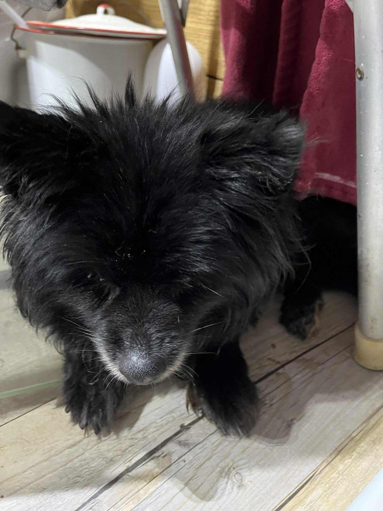Lexi - HOSPICE, Adoptable, Senior Female Pomeranian.
