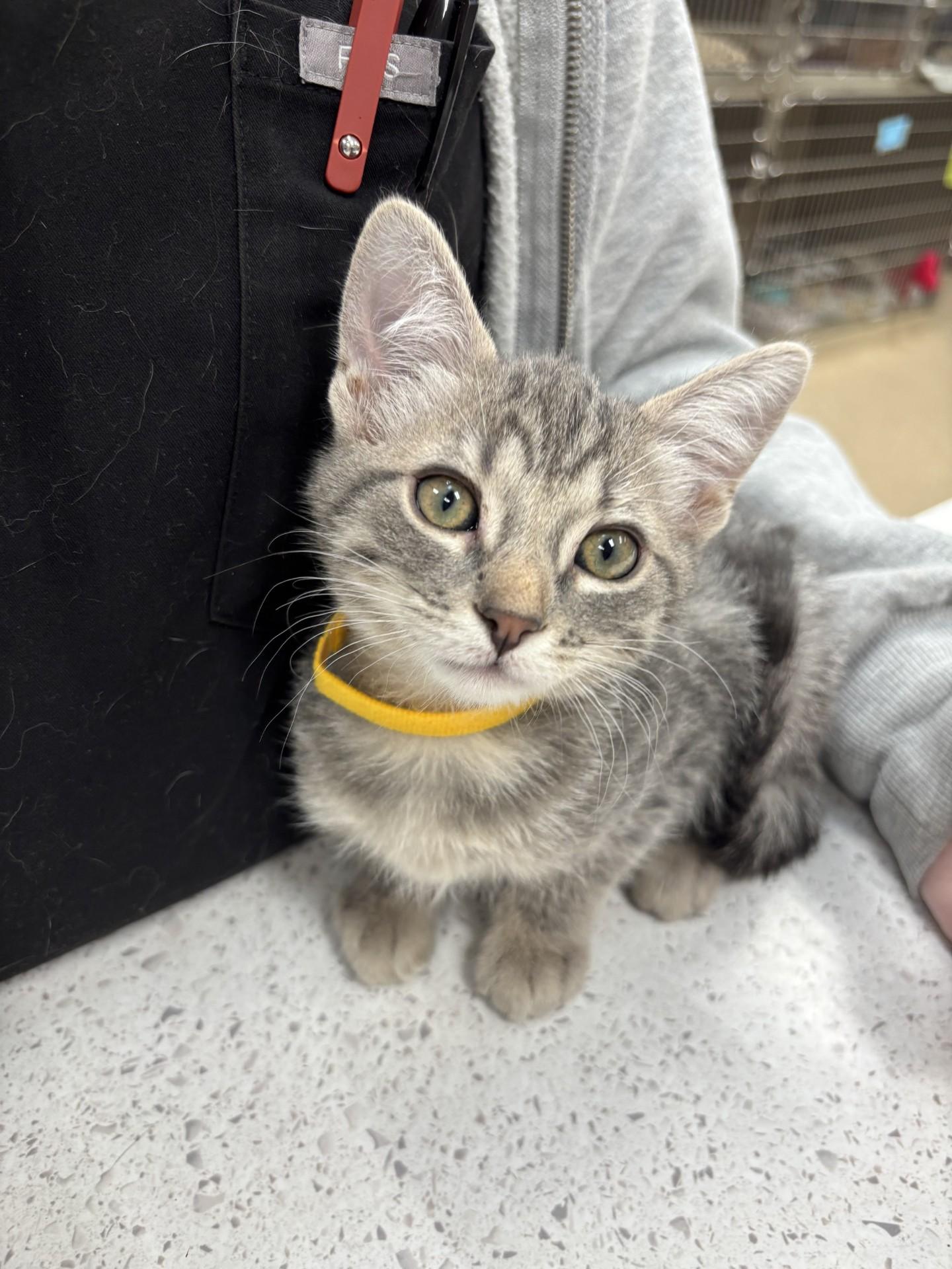 Enlarge Frances, a Adoptable Domestic Short Hair in Yorkville, IL image 1/3