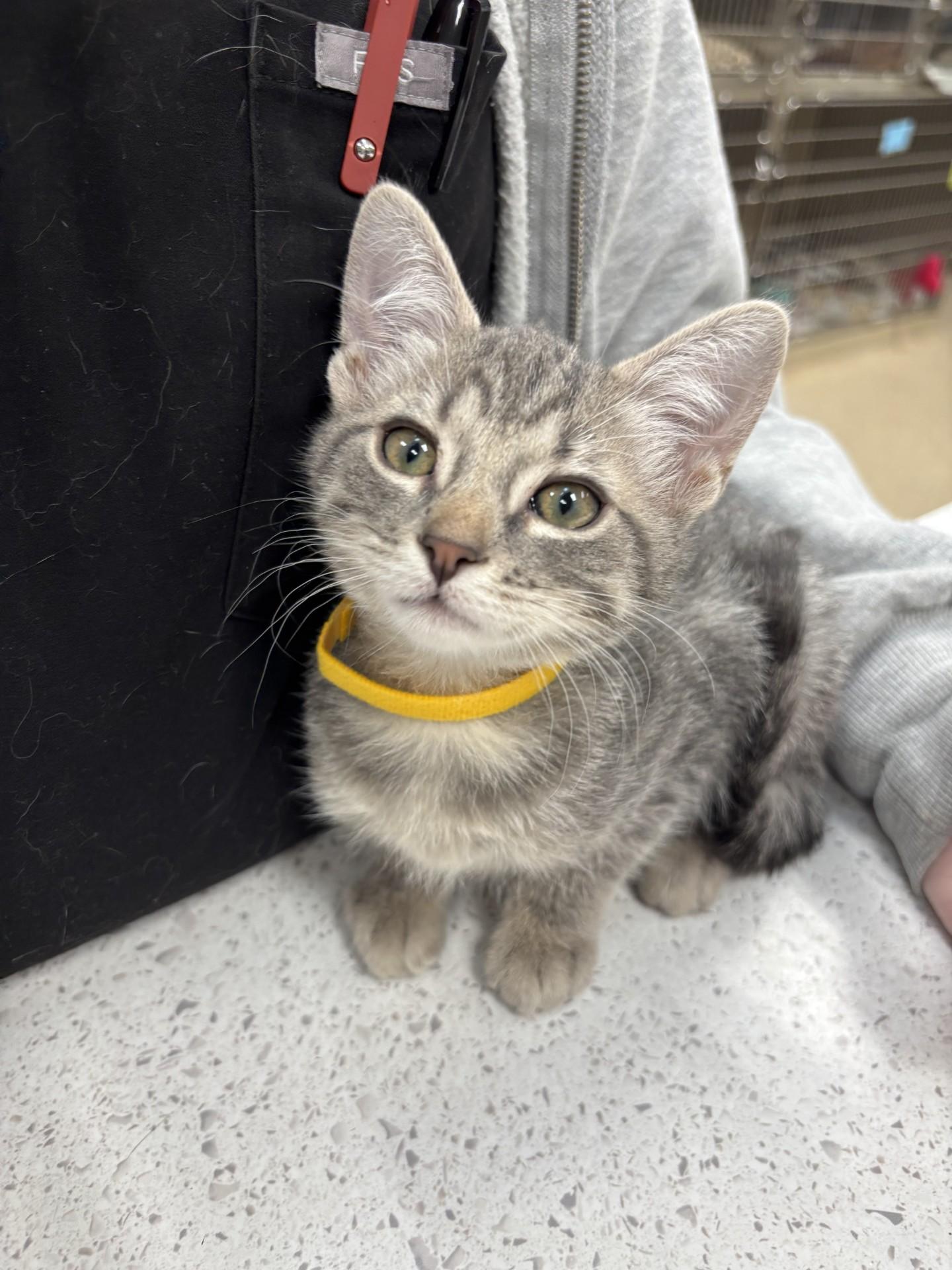 Enlarge Frances, a Adoptable Domestic Short Hair in Yorkville, IL image 2/3