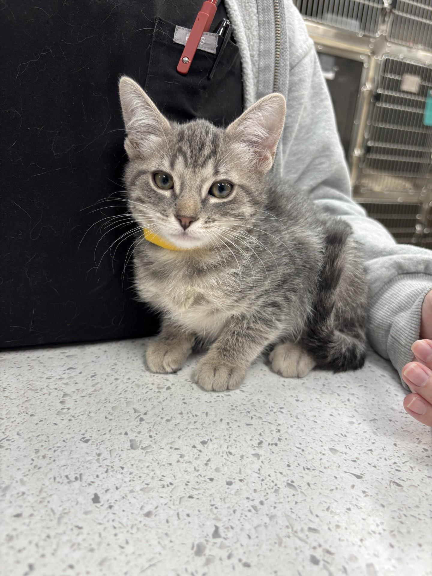 Enlarge Frances, a Adoptable Domestic Short Hair in Yorkville, IL image 3/3