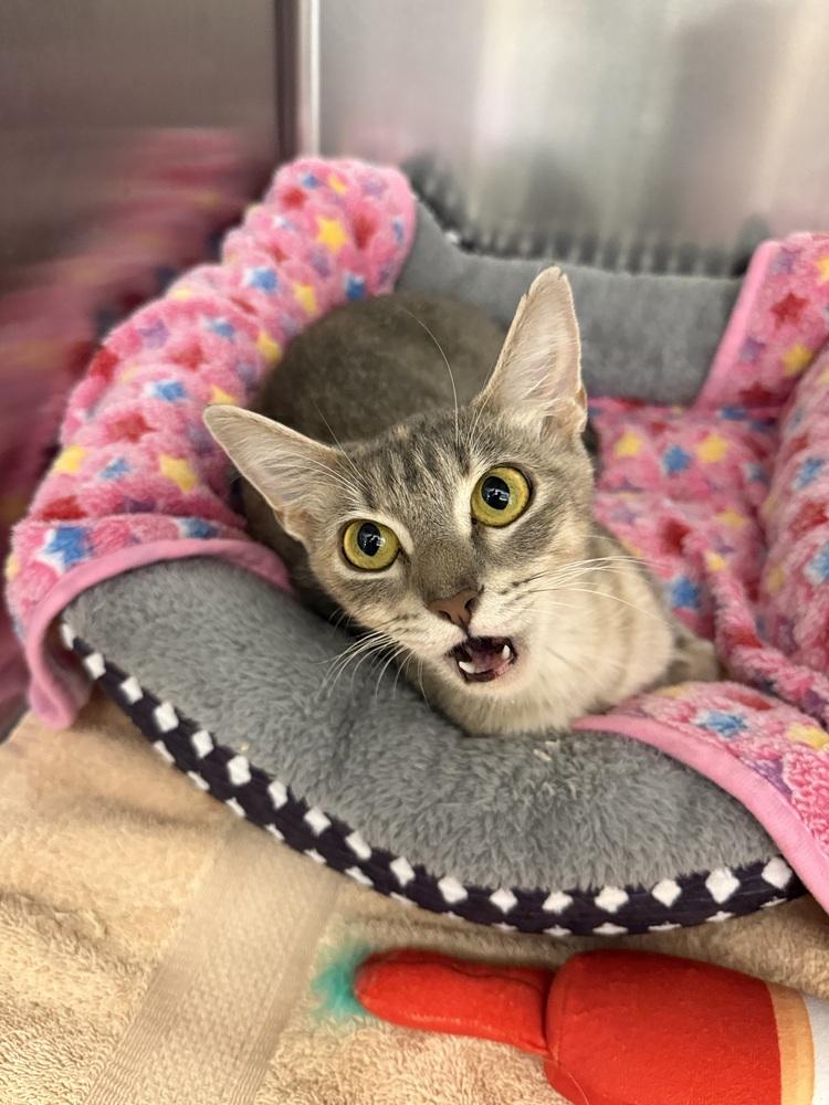 Rita, Adoptable, Kitten Female Domestic Short Hair.