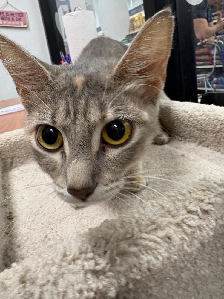 Enlarge Rita, a Adoptable Domestic Short Hair in Orlando, FL image 2/6
