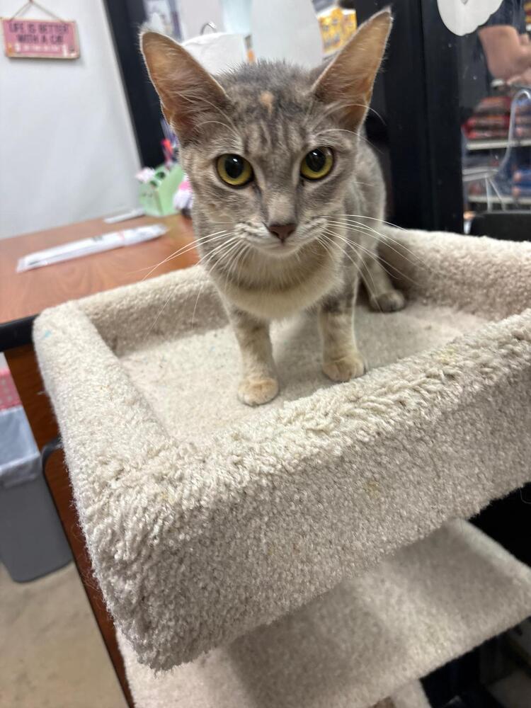Enlarge Rita, a Adoptable Domestic Short Hair in Orlando, FL image 3/6