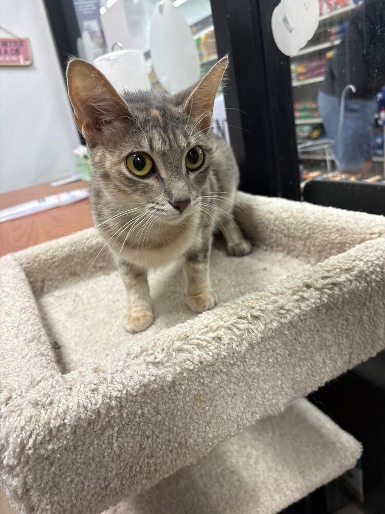 Enlarge Rita, a Adoptable Domestic Short Hair in Orlando, FL image 4/6