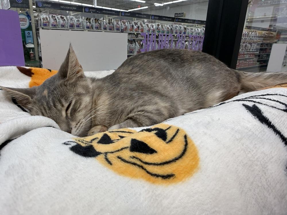 Enlarge Rita, a Adoptable Domestic Short Hair in Orlando, FL image 4/6