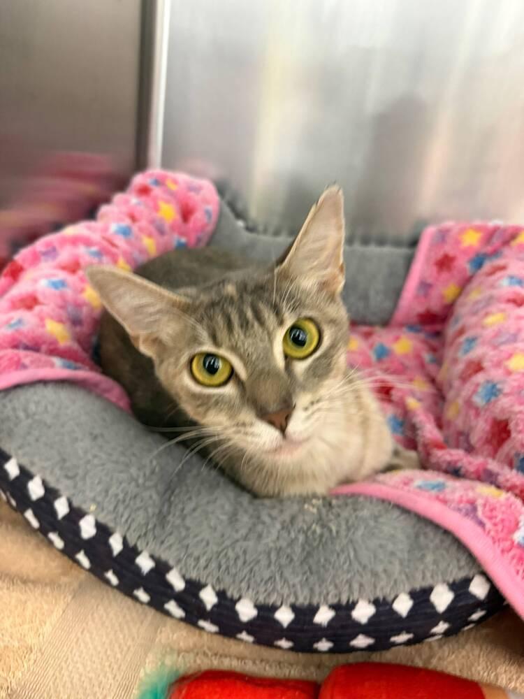 Enlarge Rita, a Adoptable Domestic Short Hair in Orlando, FL image 5/6