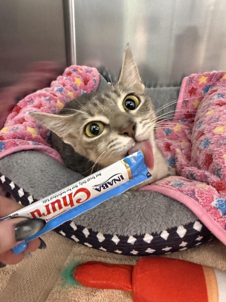 Enlarge Rita, a Adoptable Domestic Short Hair in Orlando, FL image 6/6