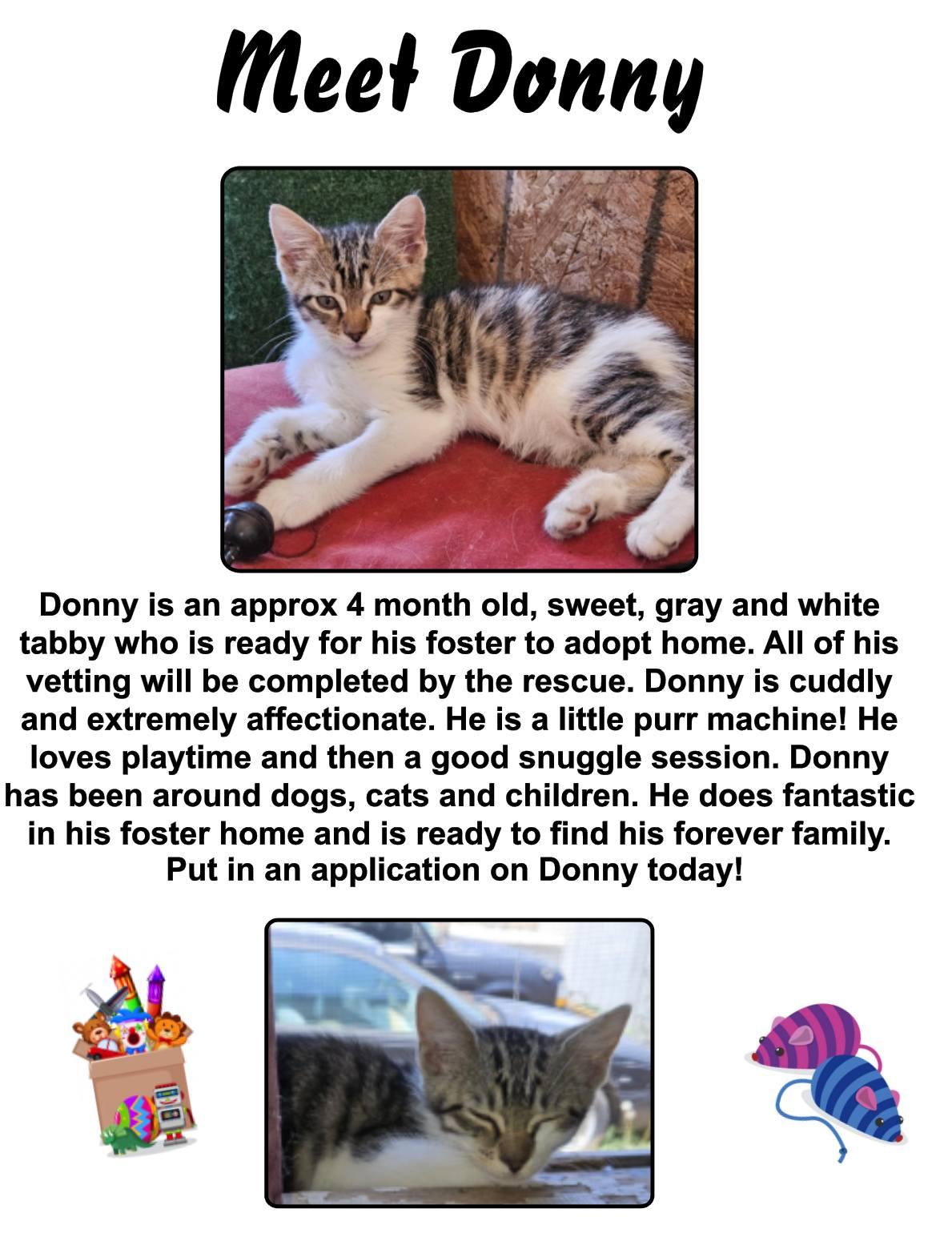 Donny, an adoptable Domestic Short Hair in Clovis, NM, 88101 | Photo Image 1