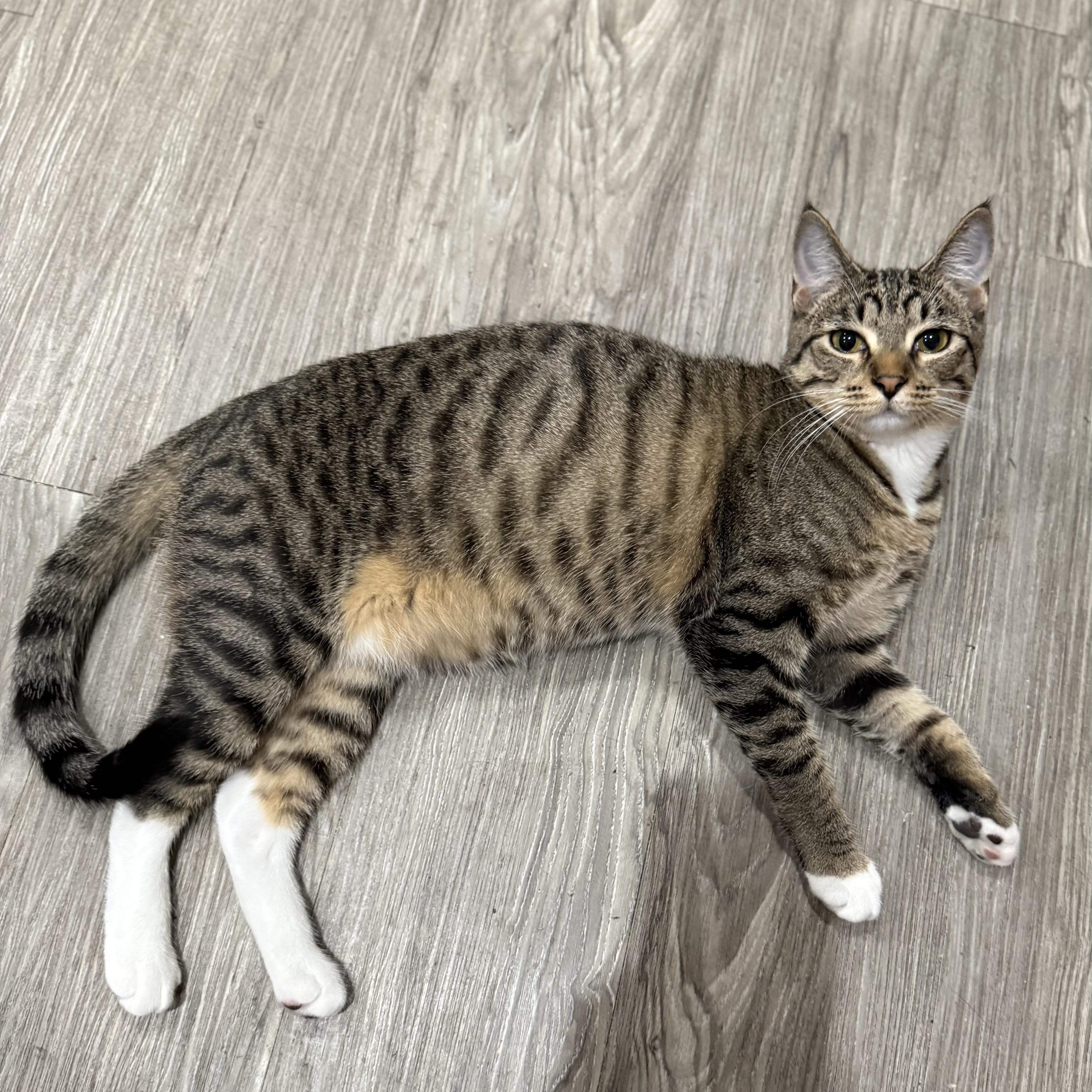 Enlarge Hooks, an adopted Domestic Short Hair in Los Angeles, CA image 3/5
