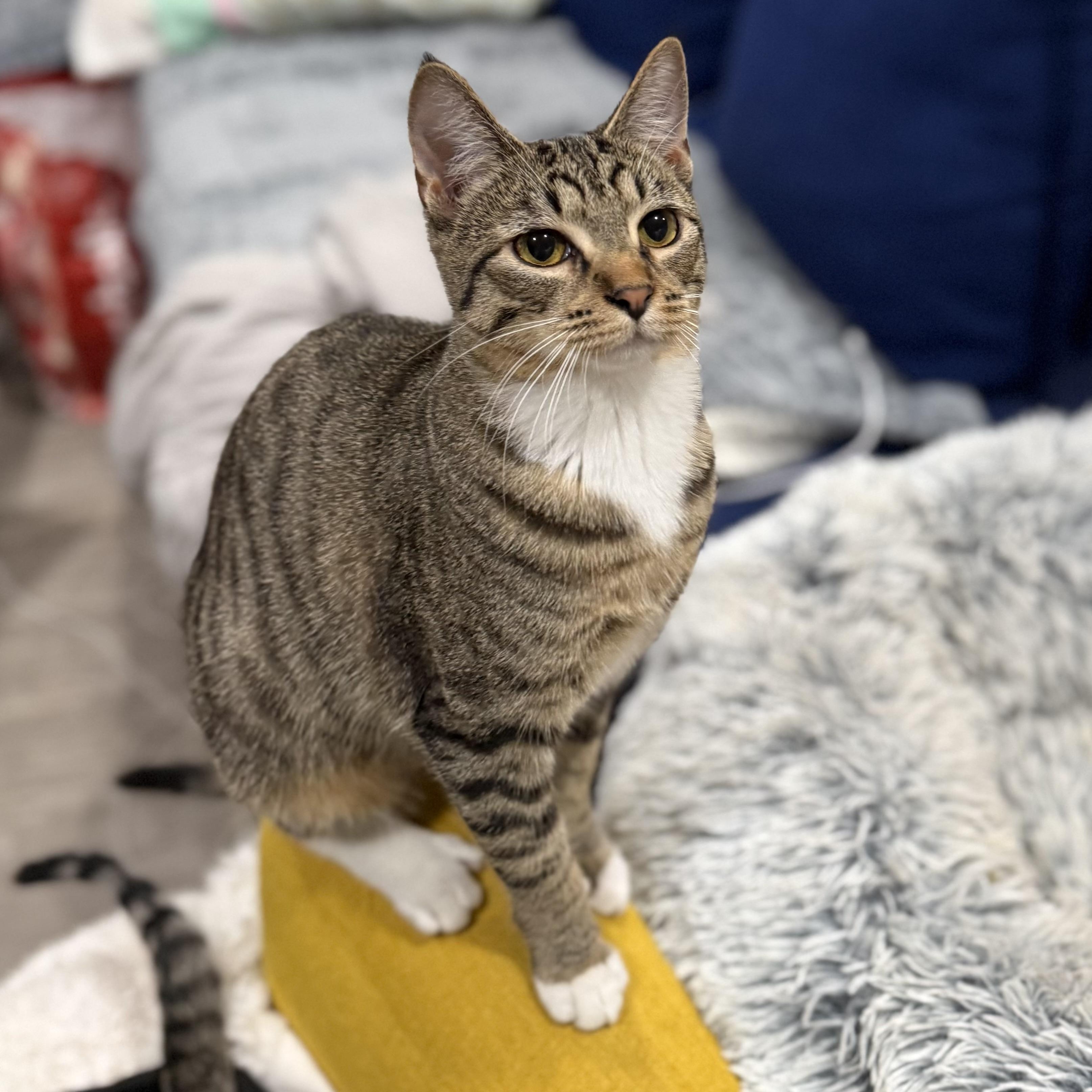 Enlarge Hooks, an adopted Domestic Short Hair in Los Angeles, CA image 2/5