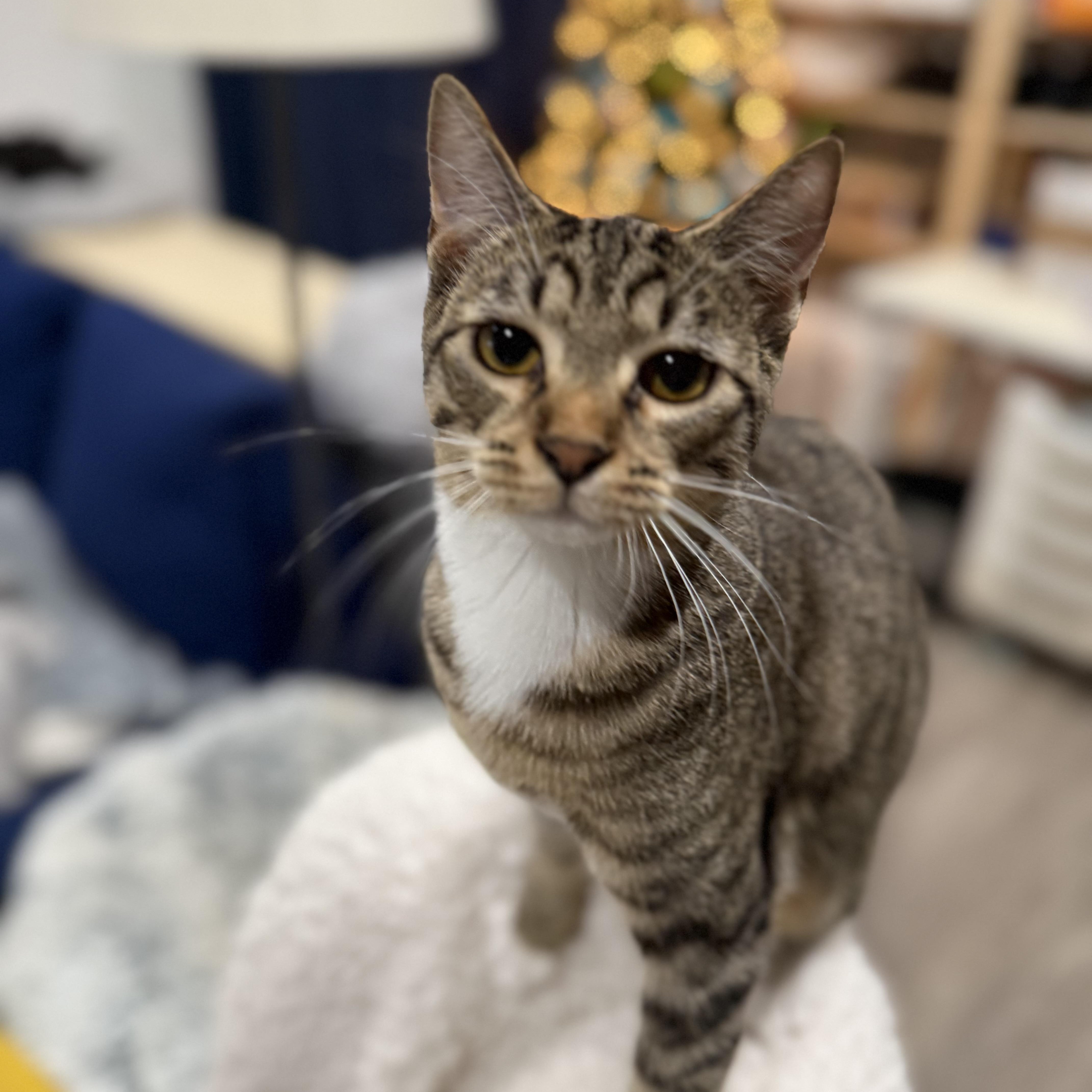 Enlarge Hooks, an adopted Domestic Short Hair in Los Angeles, CA image 5/5