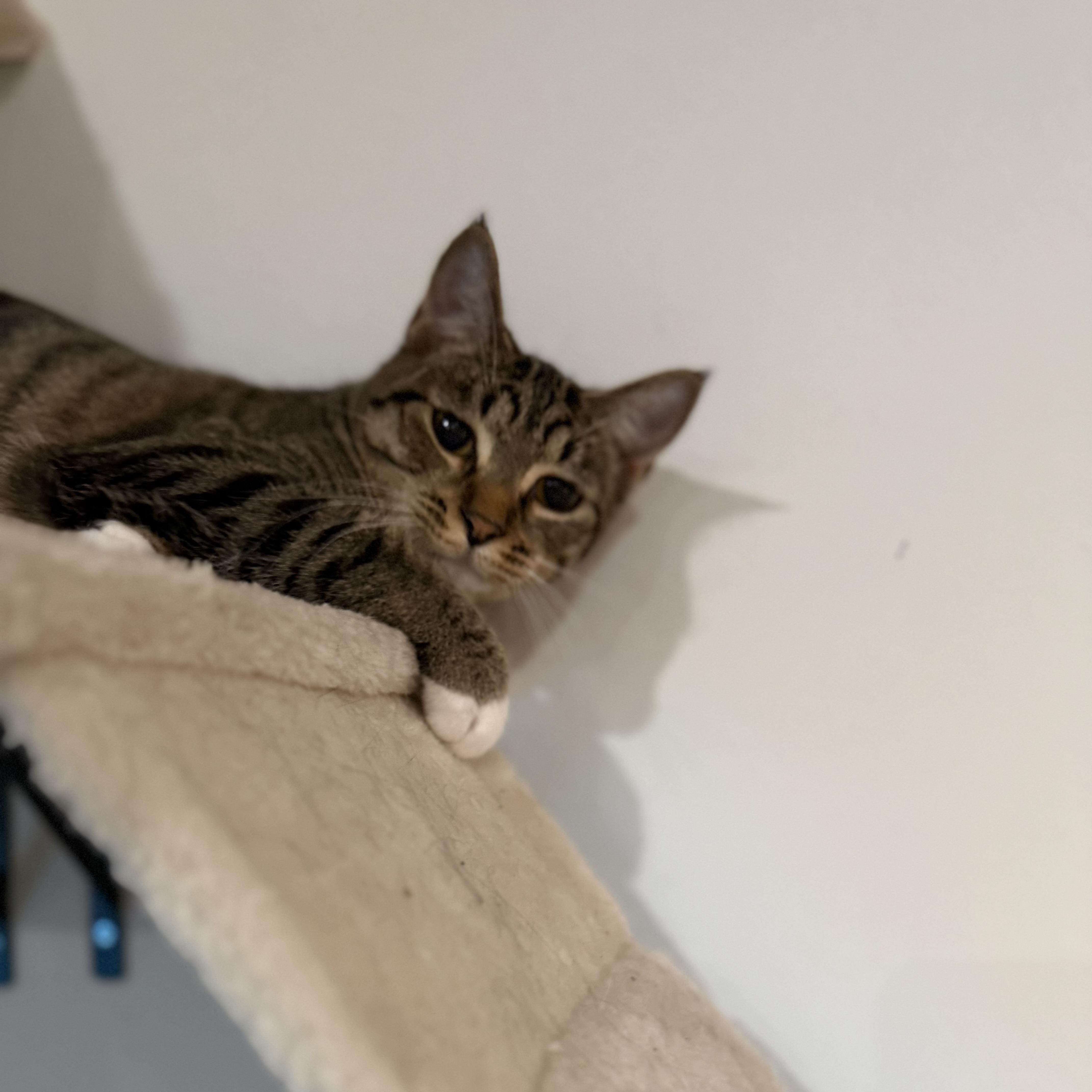 Enlarge Hooks, an adopted Domestic Short Hair in Los Angeles, CA image 4/5
