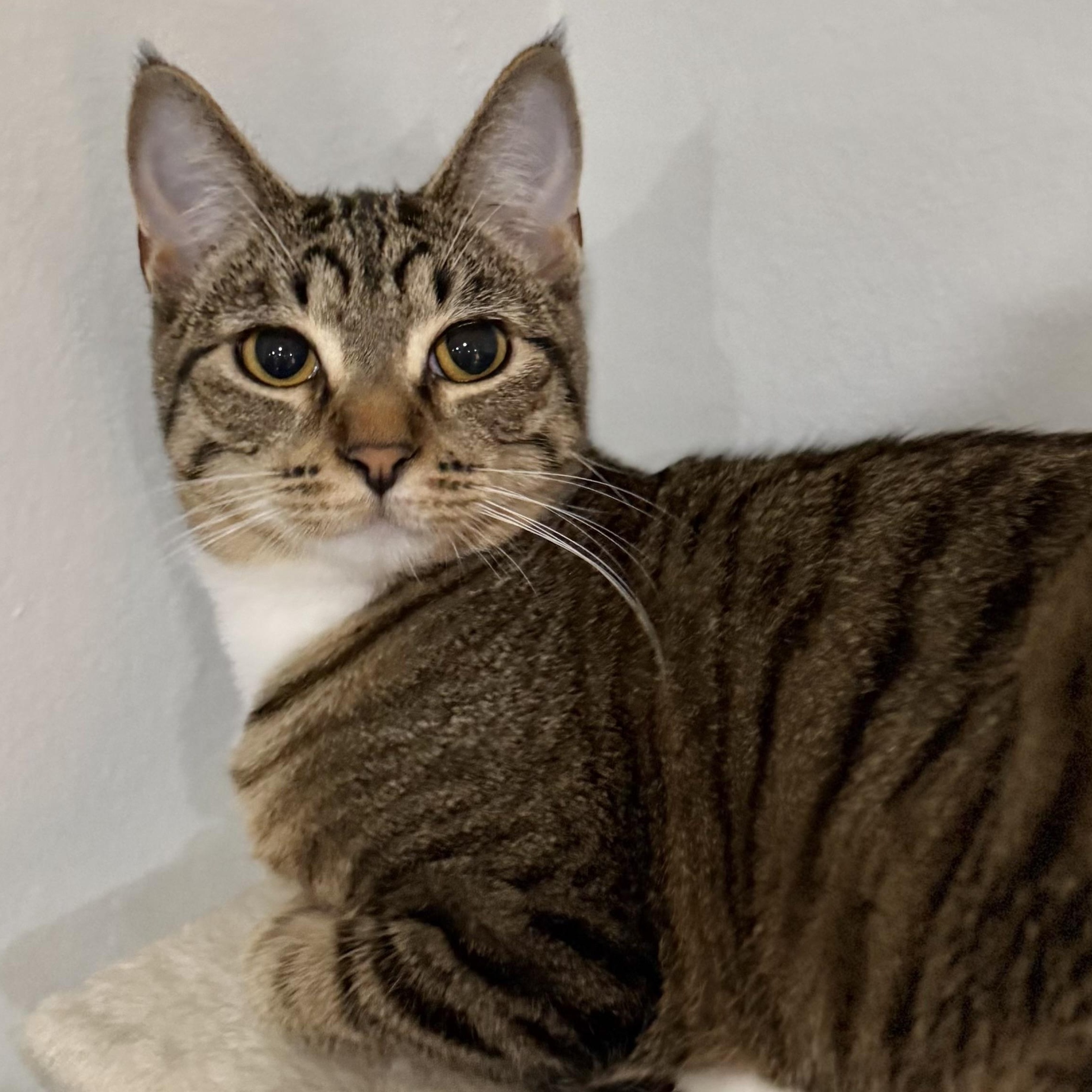 Hooks, adopted, Kitten Female Domestic Short Hair.