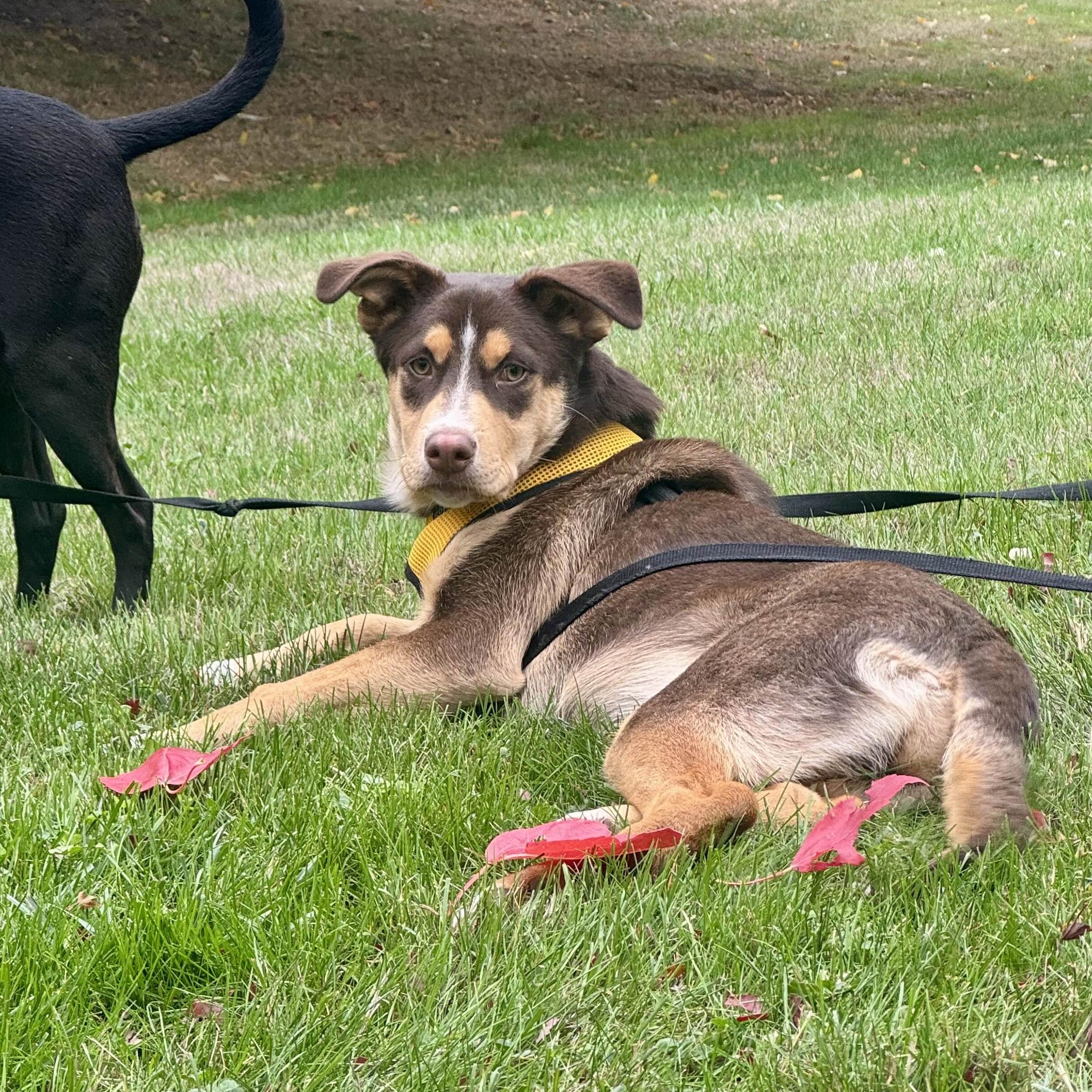 Twyla - Schitt's Creek Litter - AVAILABLE, Adoptable, Puppy Female Shepherd.