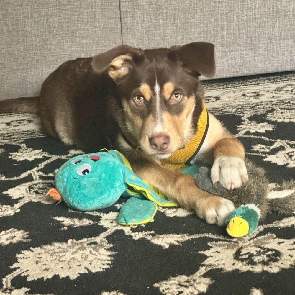 Enlarge Twyla - Schitt's Creek Litter - AVAILABLE, a Adoptable mixed breed in Seattle, WA image 2/6