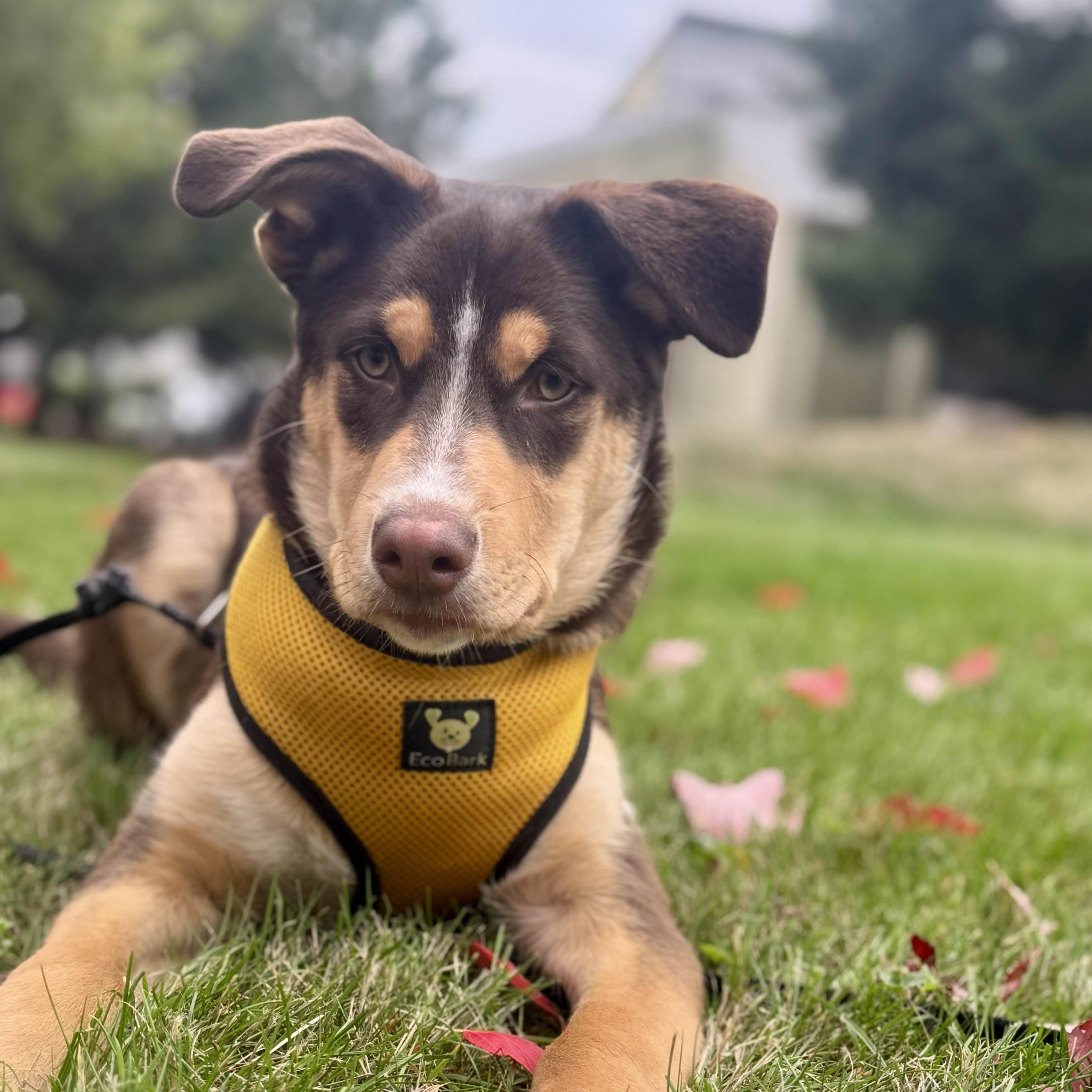 Enlarge Twyla - Schitt&#39;s Creek Litter - AVAILABLE, a Adoptable mixed breed in Seattle, WA image 3/6