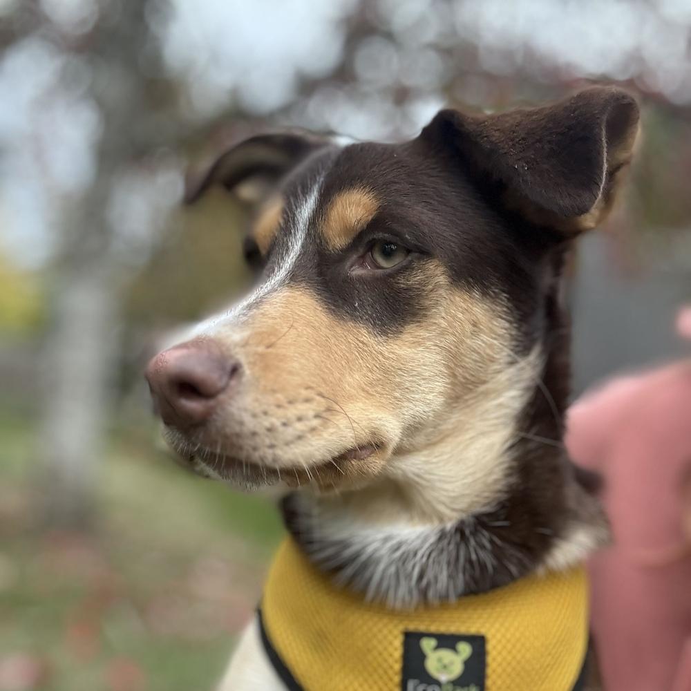 Enlarge Twyla - Schitt's Creek Litter - AVAILABLE, a Adoptable mixed breed in Seattle, WA image 4/6