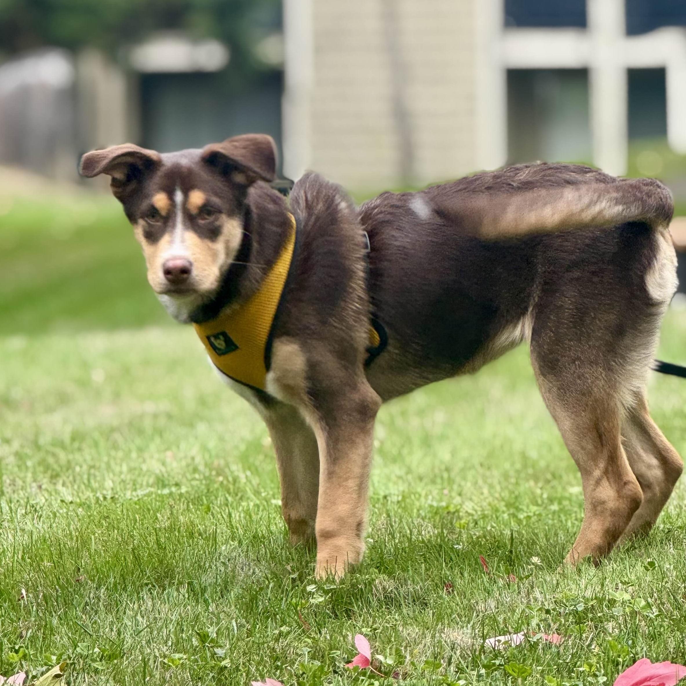 Enlarge Twyla - Schitt&#39;s Creek Litter - AVAILABLE, a Adoptable mixed breed in Seattle, WA image 4/6