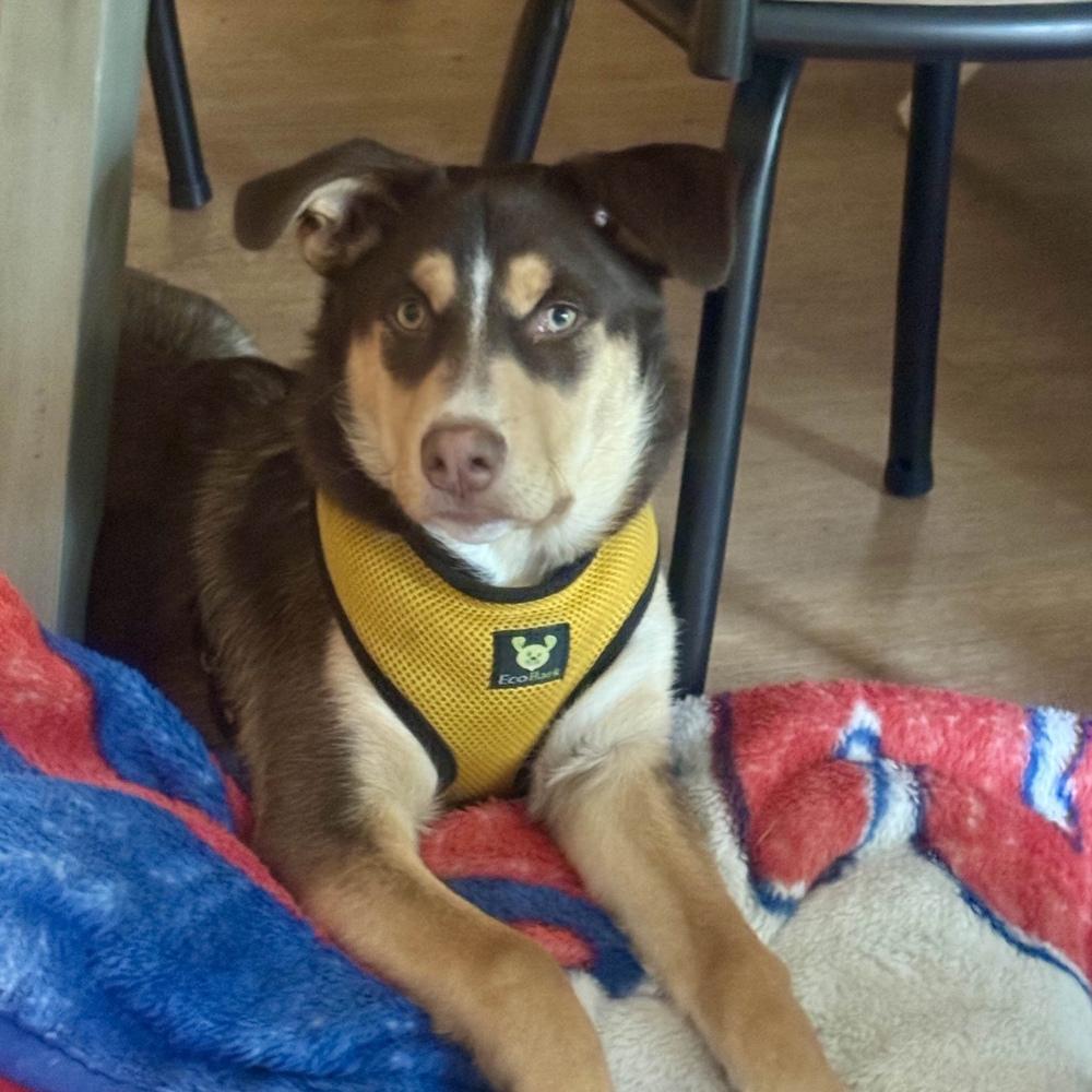 Enlarge Twyla - Schitt's Creek Litter - AVAILABLE, a Adoptable mixed breed in Seattle, WA image 5/6