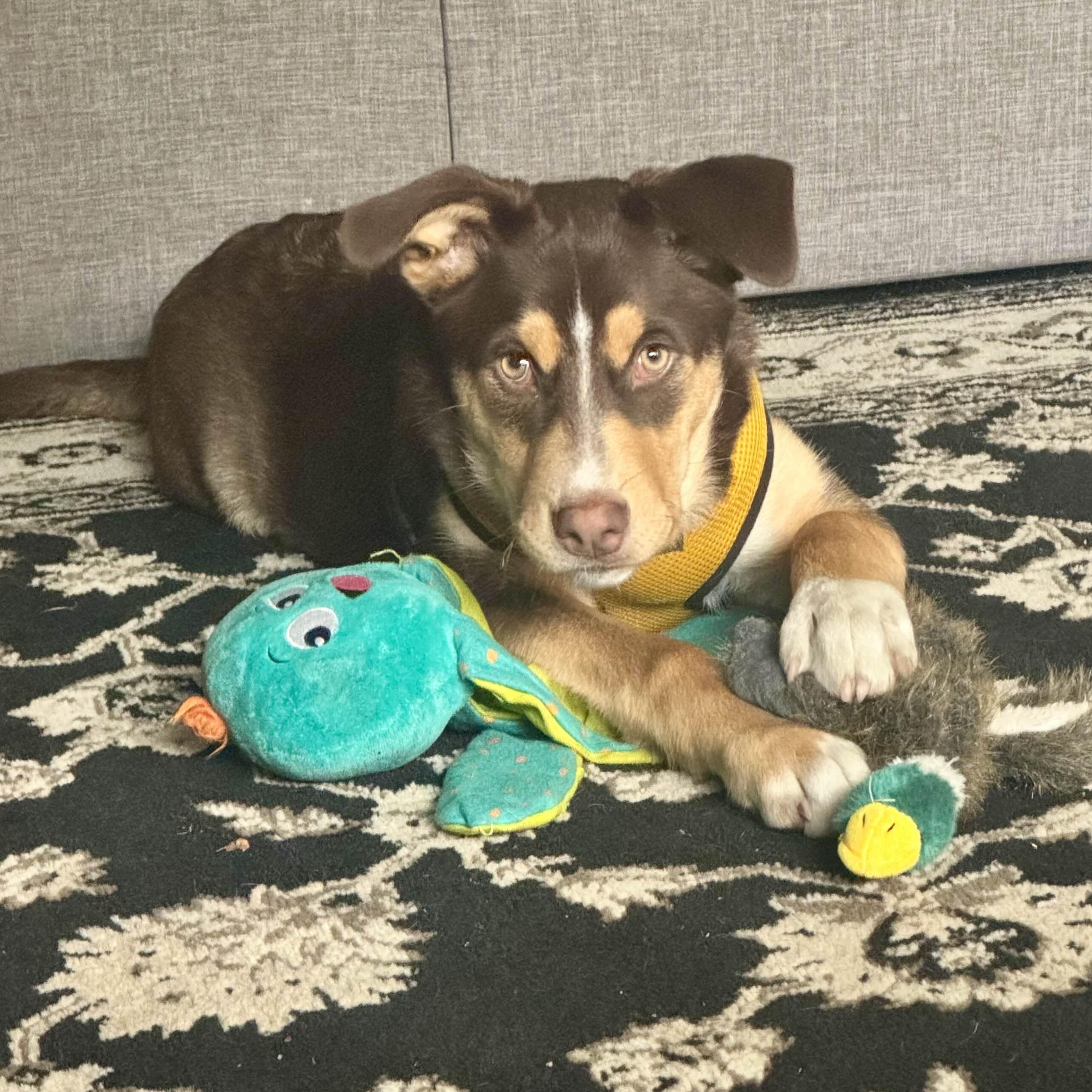 Enlarge Twyla - Schitt&#39;s Creek Litter - AVAILABLE, a Adoptable mixed breed in Seattle, WA image 5/6