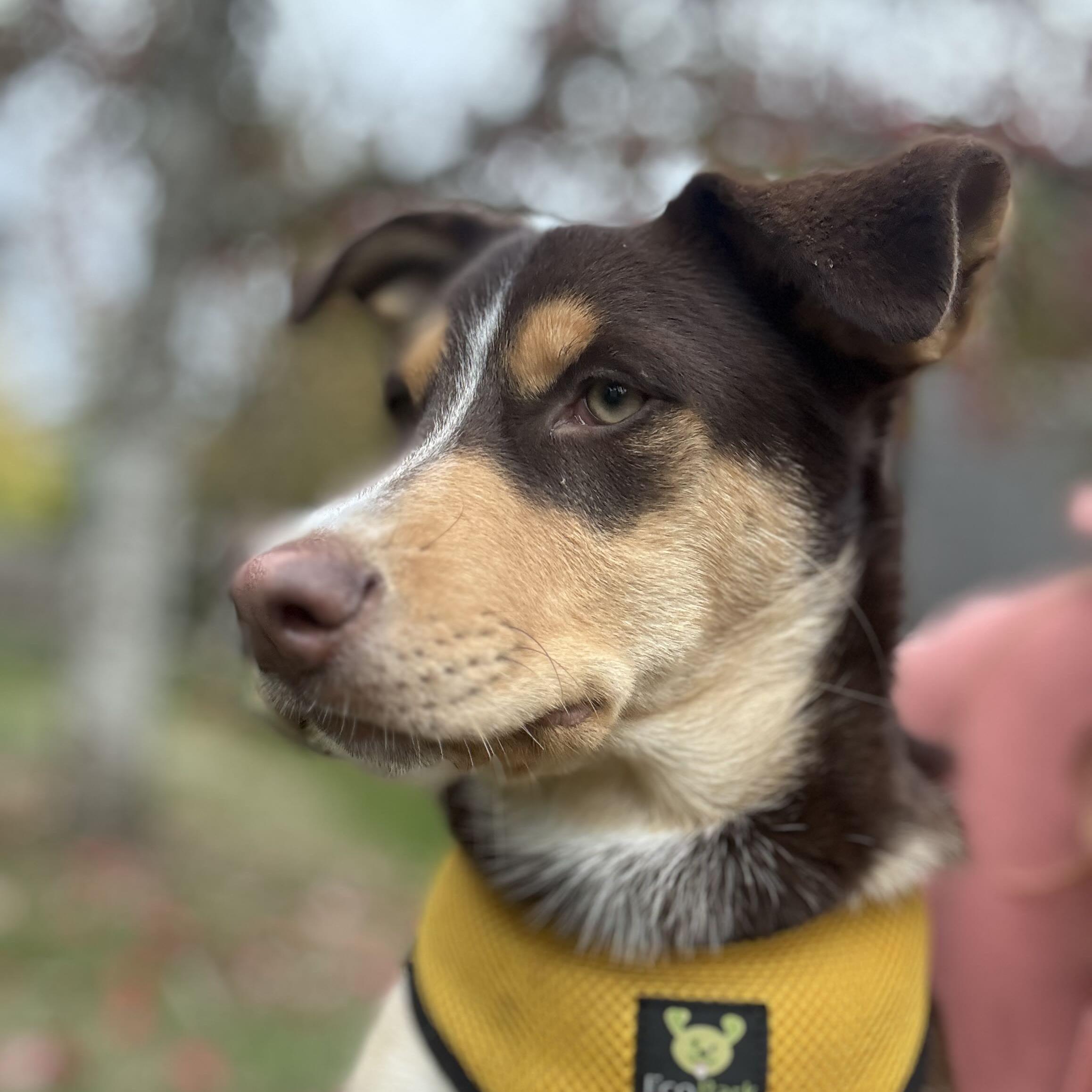 Enlarge Twyla - Schitt&#39;s Creek Litter - AVAILABLE, a Adoptable mixed breed in Seattle, WA image 6/6