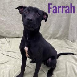 Enlarge Farrah, a ADOPTABLE mixed breed in Pleasantville, NJ image 1/1