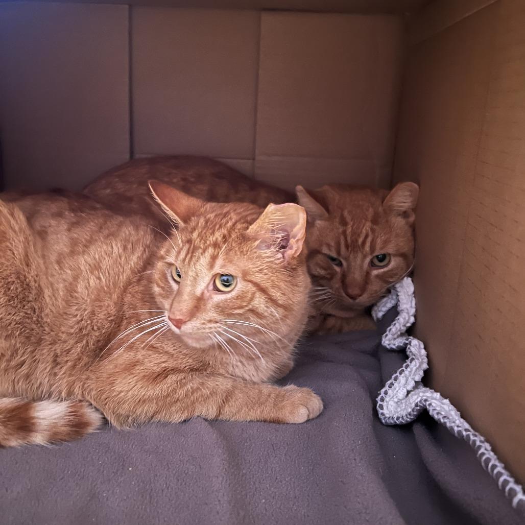 Wayne FIV+, Adoptable, Adult Male Domestic Short Hair.