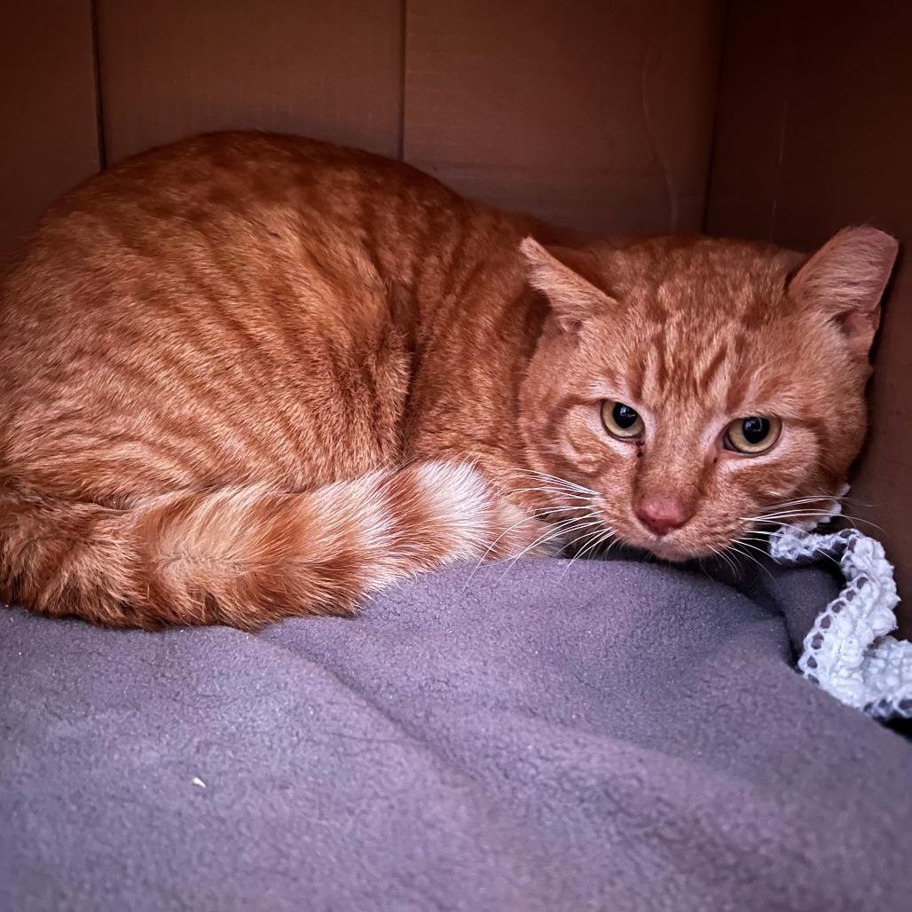 Enlarge Wayne FIV+, a Adoptable Domestic Short Hair in St. Paul, MN image 2/4