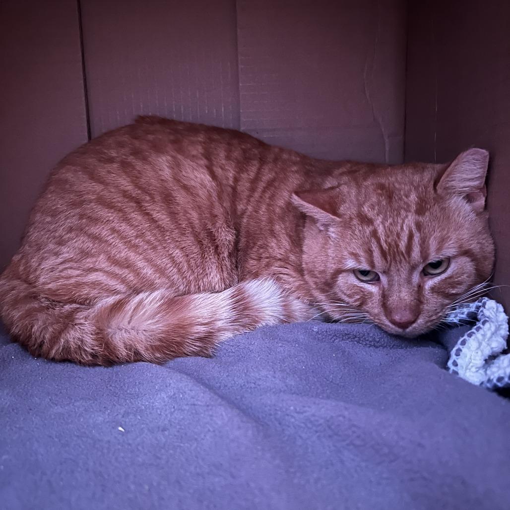 Enlarge Wayne FIV+, a Adoptable Domestic Short Hair in St. Paul, MN image 4/4