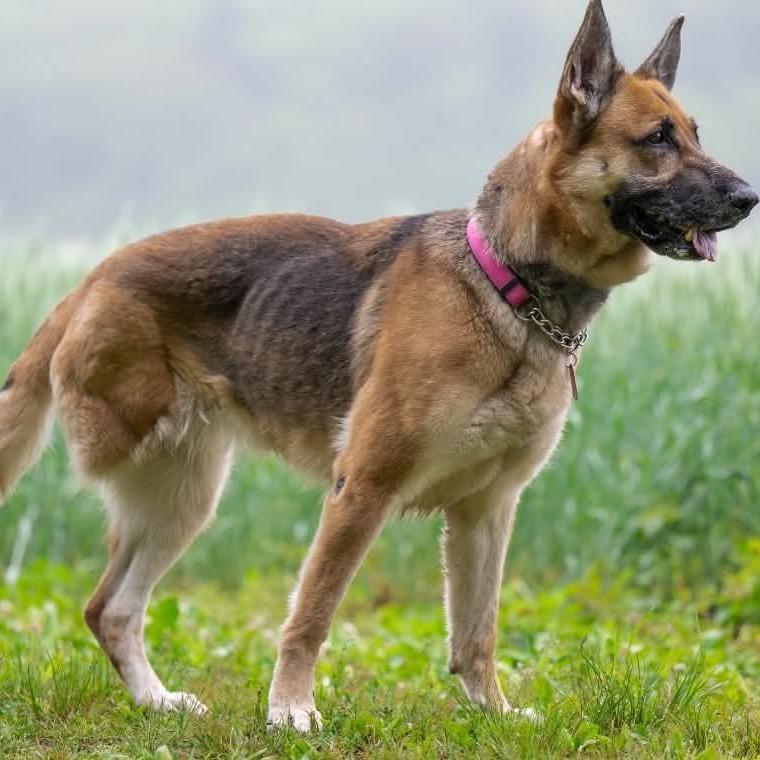 Sophia (26-195), a Adoptable German Shepherd Dog in New Ringgold, PA image 1/6