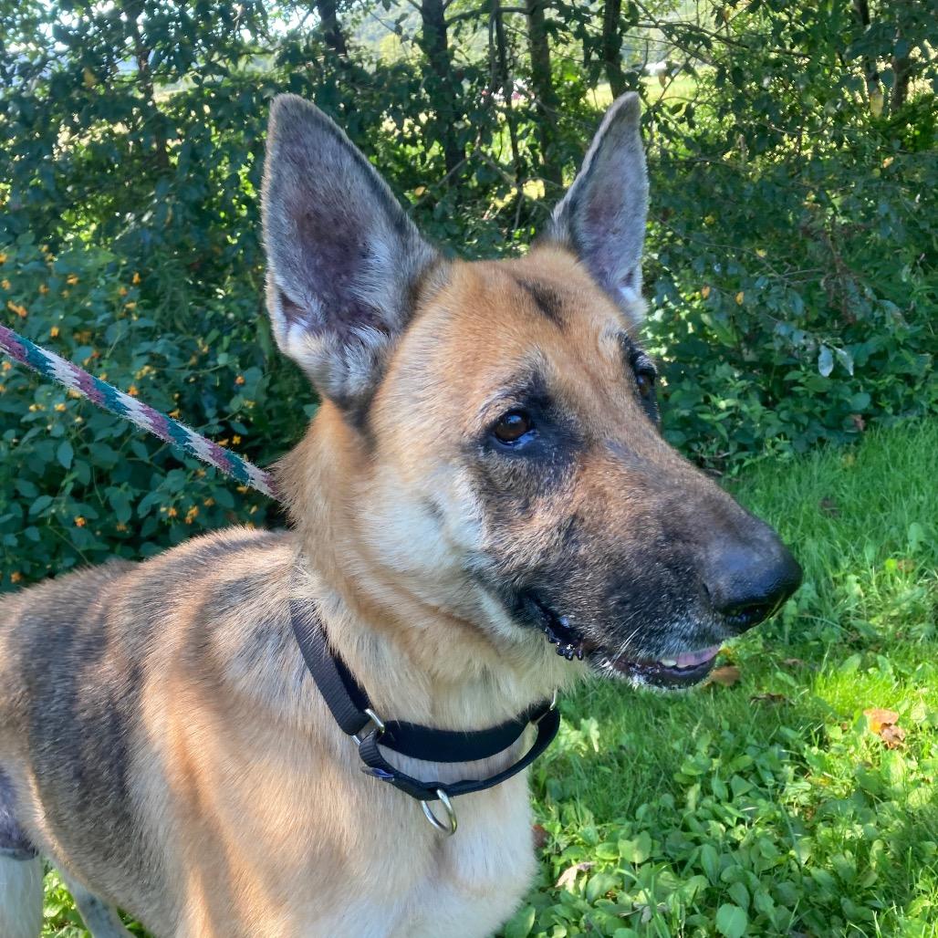 Enlarge Sophia (26-195), a Adoptable German Shepherd Dog in New Ringgold, PA image 1/6