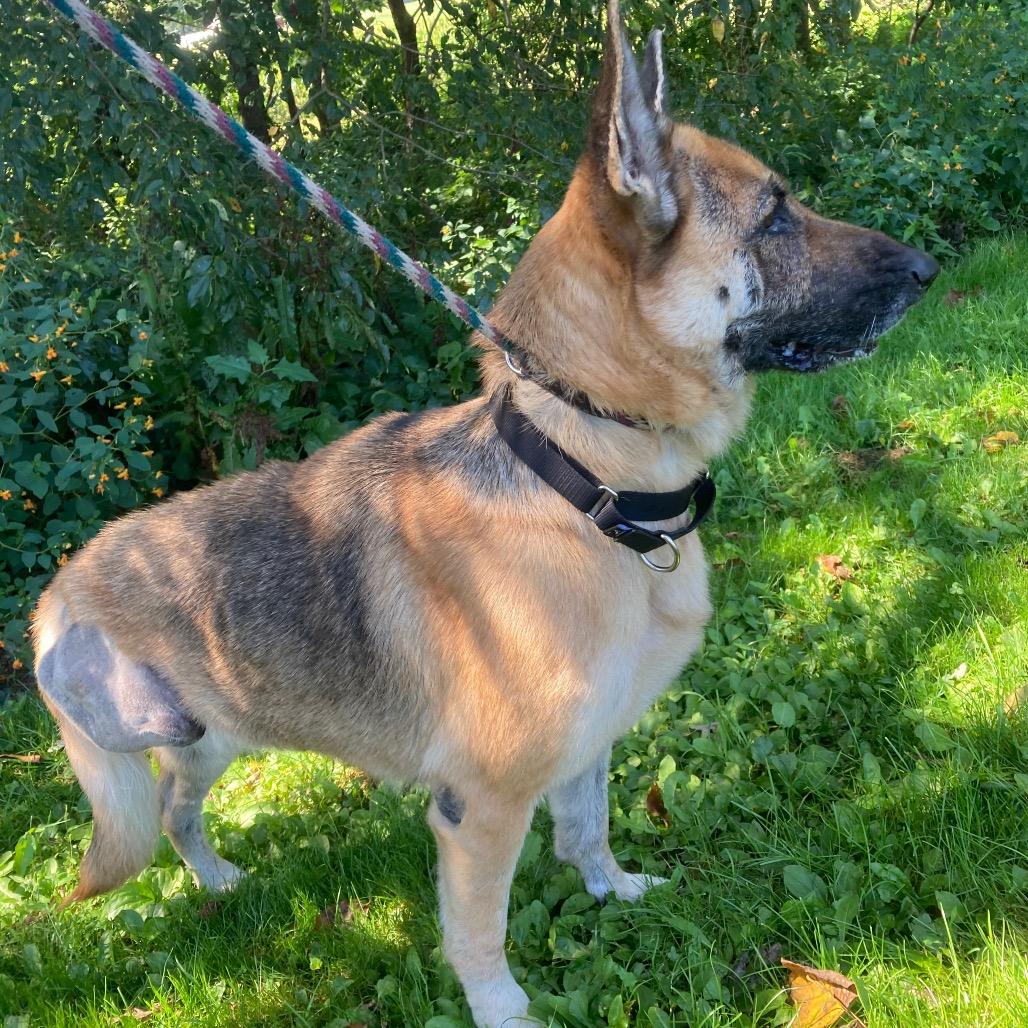 Enlarge Sophia (26-195), a Adoptable German Shepherd Dog in New Ringgold, PA image 2/6