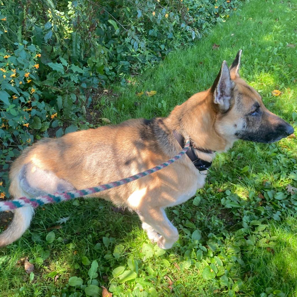 Enlarge Sophia (26-195), a Adoptable German Shepherd Dog in New Ringgold, PA image 3/6