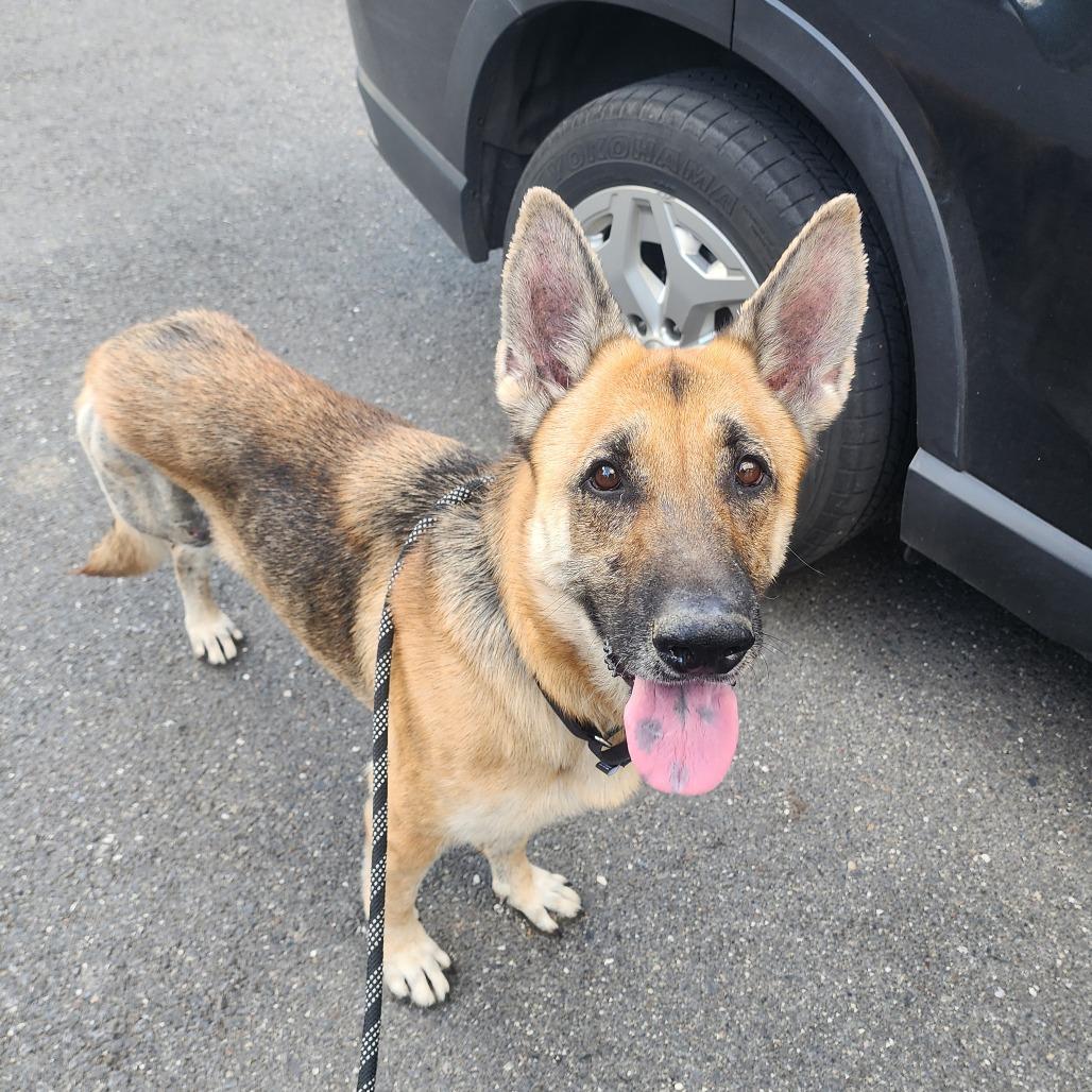 Enlarge Sophia (26-195), a Adoptable German Shepherd Dog in New Ringgold, PA image 4/6