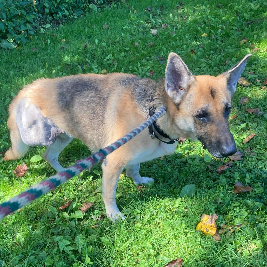Enlarge Sophia (26-195), a Adoptable German Shepherd Dog in New Ringgold, PA image 5/6