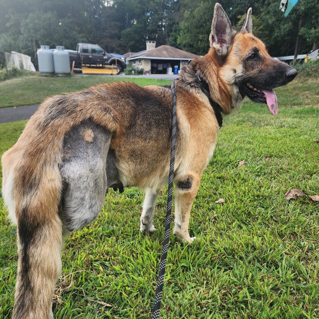 Enlarge Sophia (26-195), a Adoptable German Shepherd Dog in New Ringgold, PA image 6/6