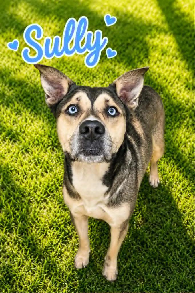 Sully, Adoptable, Young Male Siberian Husky & Affenpinscher.